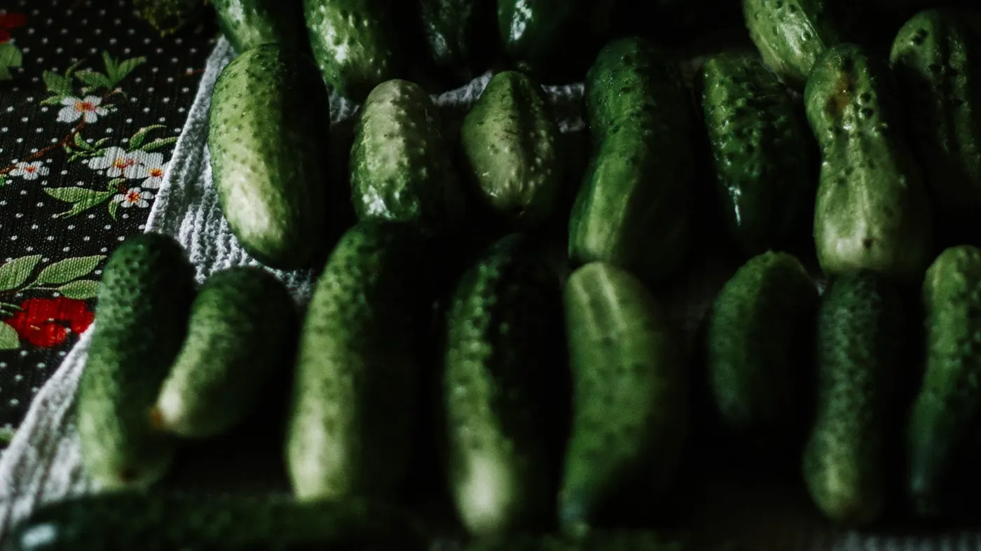 Fresh whole cucumbers ready to be dried and stored in the refrigerator.