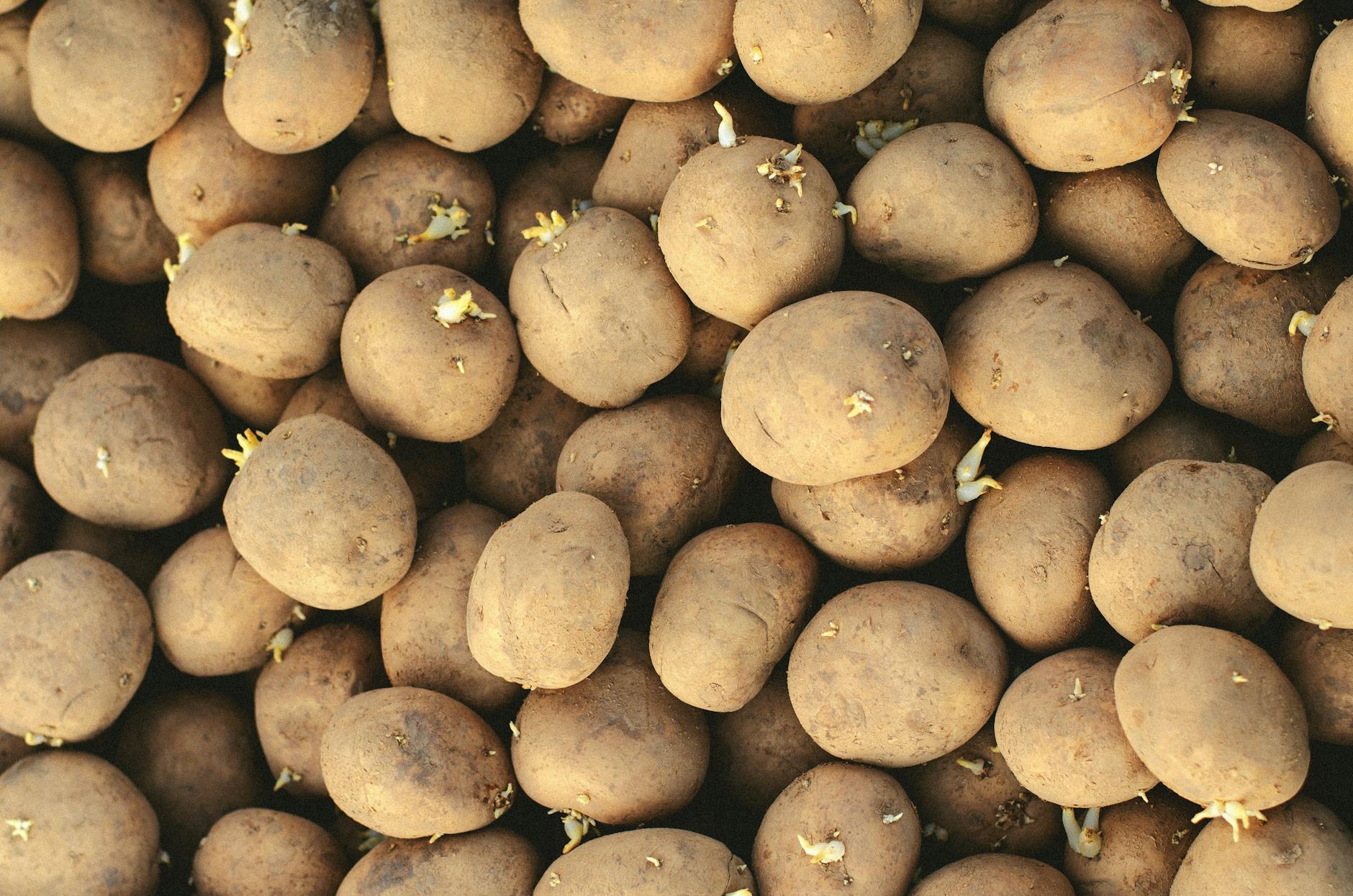 Can You Eat Sprouted Potatoes? A Complete Food Safety Guide for Home Cooks